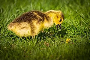 Adorable Prints: A newborn Canada goose gosling (Branta canadensis)