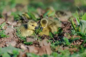 Goslings Prints: Newborn goslings in the springtime
