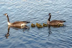 Goslings Prints: Newborn goslings in the springtime