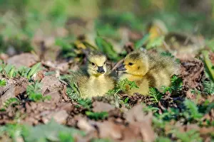 Goslings Prints: Newborn goslings in the springtime