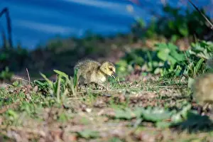 Goslings Prints: Newborn goslings in the springtime