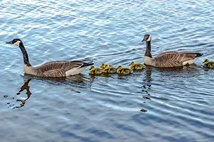 Goslings Prints: Newborn goslings in the springtime