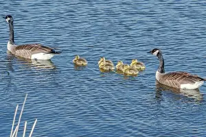 Goslings Prints: Newborn goslings in the springtime