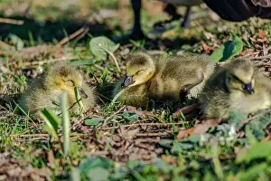 Goslings Prints: Newborn goslings in the springtime