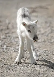 Reindeer Prints: The newborn male reindeer Vinur stands at the enclosure at the zoo in Dortmund