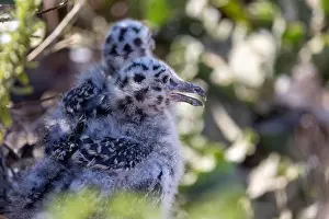Newborn Prints: Newborn seagulls along the coast in La Jolla