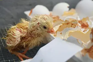 New Life Prints: Newly hatched chick just out of its shell
