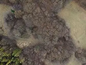 Fall River Prints: nice aerial drone image of the Vienna Woods in January in the afternoon