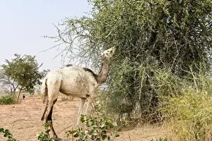 Sahel Prints: NIGER, Maradi, village Dan Bako, desertification, camel having leaves from thorn tree