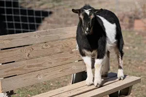 Nigerian Prints: Nigerian Dwarf Goat standing on bench
