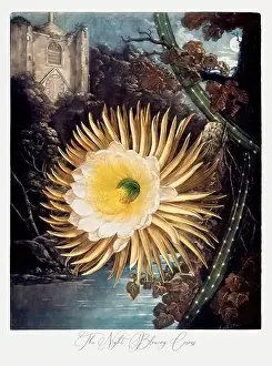 Blotch Prints: The Night Blowing Cereus. Antique Victorian Flower painting