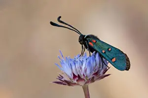 Subtle Prints: Night butterflies or moths in their environment