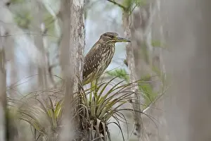 Natural Environments Prints: Night heron (Nycticorax nycticorax)