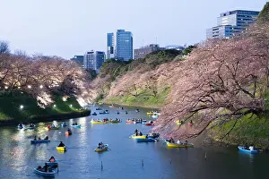 Night view of massive cherry blossoming with Tokyo city as background. Photoed at Chidorigafuchi, Tokyo, Japan
