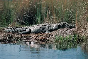 Botswana Prints: Nile Crocodile basking in sunshine on the bank of one of the water channels Okavango Delta Botswana southern Africa