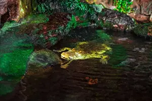 Caiman Prints: The Nile crocodile climbed out of the water