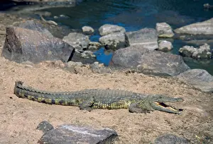 Crocodylus Prints: A nile crocodile (Crocodylus niloticus)