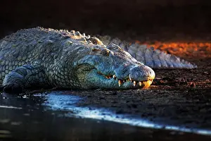 Crocodile Prints: Nile crocodile (crocodylus niloticus) on riverbank with last light of day -Kruger National Park (South Africa)