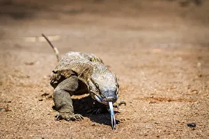 Zimbabwe Prints: Nile monitor lizard in Kruger national park