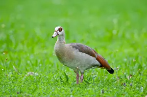 Goose Prints: Nilgans, Alopochen aegyptiacus, Egyptian goose