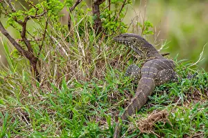 Squamata Prints: Nilwaran (Varanus niloticus)