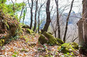 Ferns Prints: Nogaleas ravine track, famous Alta Extremadura Route