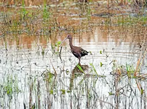 Gulf Coast Prints: Non Breeding White Faced Ibis in a Wetland in Anahuac National Wildlife Refuge in Texas