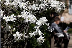 Magnolia Prints: Non Exclusive: KYIV, UKRAINE - APRIL 08