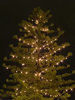 Nocturnal Prints: Norfolk Island Pine tree conifer lit up with tree lights at night