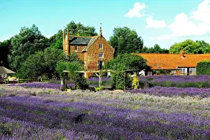 Lavandula Prints: Norfolk Lavender, Caley Hall, Heacham, Norfolk, England, UK