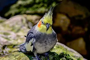 Wetlands Prints: Normal grey cockatiel, wild type cockatiel