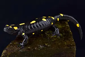 Salamander Prints: North African fire salamander, Salamandra algira tingitana