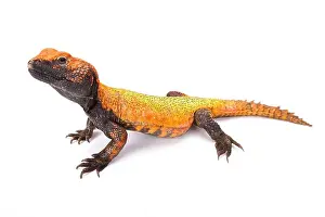 North African Spiny-tailed Lizard (Uromastyx acanthinura)