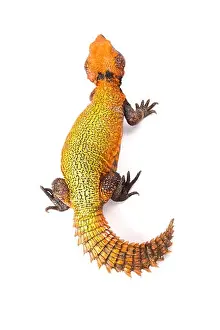 Herbivorous Prints: North African Spiny-tailed Lizard (Uromastyx acanthinura)
