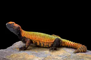 Herbivorous Prints: North African Spiny-tailed Lizard (Uromastyx acanthinura)