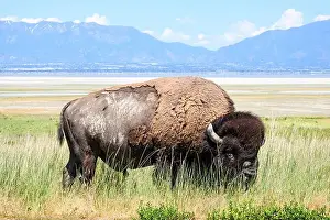 Hot Day Prints: North American bull Bison in grass on Antelope Isalnd on hot spring day with Wasatch Range mountains in background