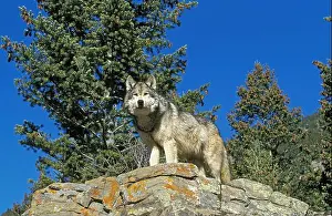 Standing Up Prints: North American Grey Wolf, canis lupus occidentalis, Adult standing on Rocks, Canada