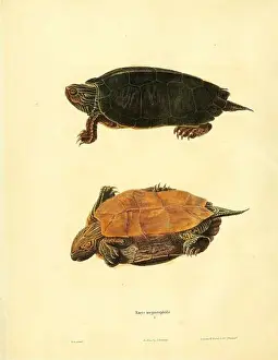 Turtles Prints: North American Herpetology Volume 1 Philadelphia J