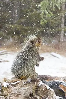 Snowing Prints: North American porcupine Erethizon dorsatum