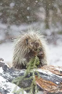 Snowing Prints: North American porcupine Erethizon dorsatum