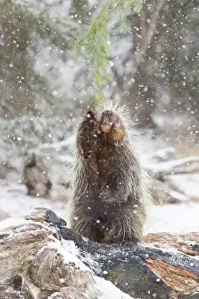 Snowing Prints: North American porcupine Erethizon dorsatum