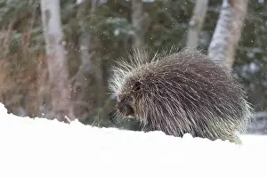 Erethizon Dorsatum Prints: North American porcupine Erethizon dorsatum