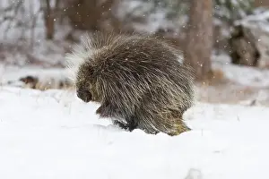 Erethizon Dorsatum Prints: North American porcupine Erethizon dorsatum