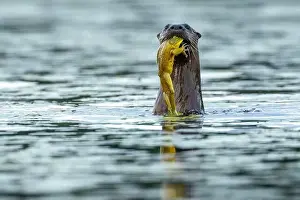 Quebec Province Prints: North american river otter (Lontra canadensis) eating a bull frog (Lithobates catesbeianus)