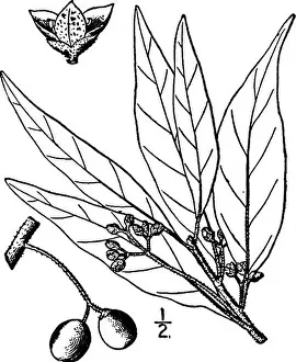 North American trees