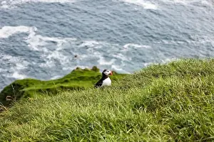 Faroe Islands Prints: North Atlantic Fratercula arctica bird in profile portrait Touristic excursions