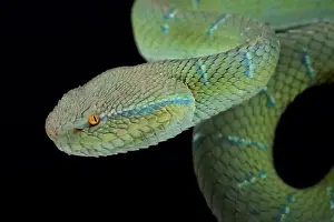 Pitviper Prints: North Philippine temple pitviper (Tropidolaemus subannulatus)