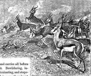 Equator Prints: From North pole to equator: studies of wild life and scenes in many lands