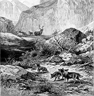 Booksubjectbirds Prints: From North pole to equator: studies of wild life and scenes in many lands