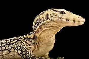 North Sulawesi Water Monitor (Varanus salvator celebensis)